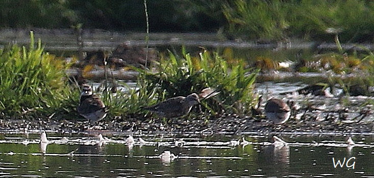 02 Sichelstrandlaeufer, Sandregenpfeifer  Biotoperweiterung 28.08.2016 Limis 122