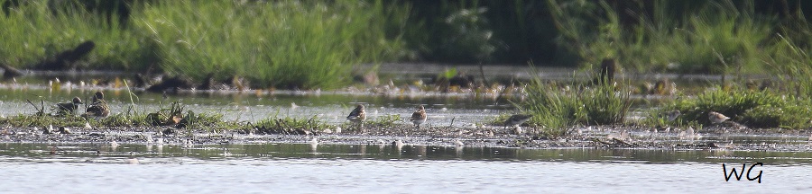 08 u.a. Zwergstrandlaeufer Biotoperweiterung 28.08.2016 Limis 210