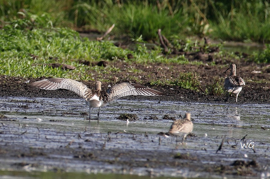 11 Große Brachvögel Biotoperweiterung 28.08.2016 Limis 351