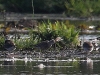 02 Sichelstrandlaeufer, Sandregenpfeifer  Biotoperweiterung 28.08.2016 Limis 122