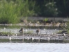 08 u.a. Zwergstrandlaeufer Biotoperweiterung 28.08.2016 Limis 210