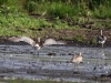 11 Große Brachvögel Biotoperweiterung 28.08.2016 Limis 351