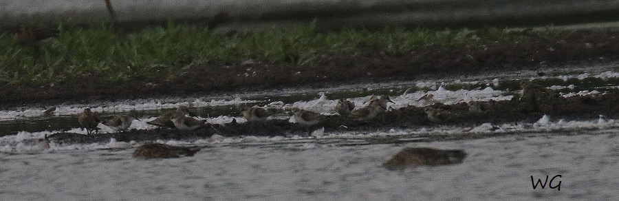 01 Zwergstrandläufer Alpenstrandläufer Biotoperweiterung Limis 29.08.2016 039