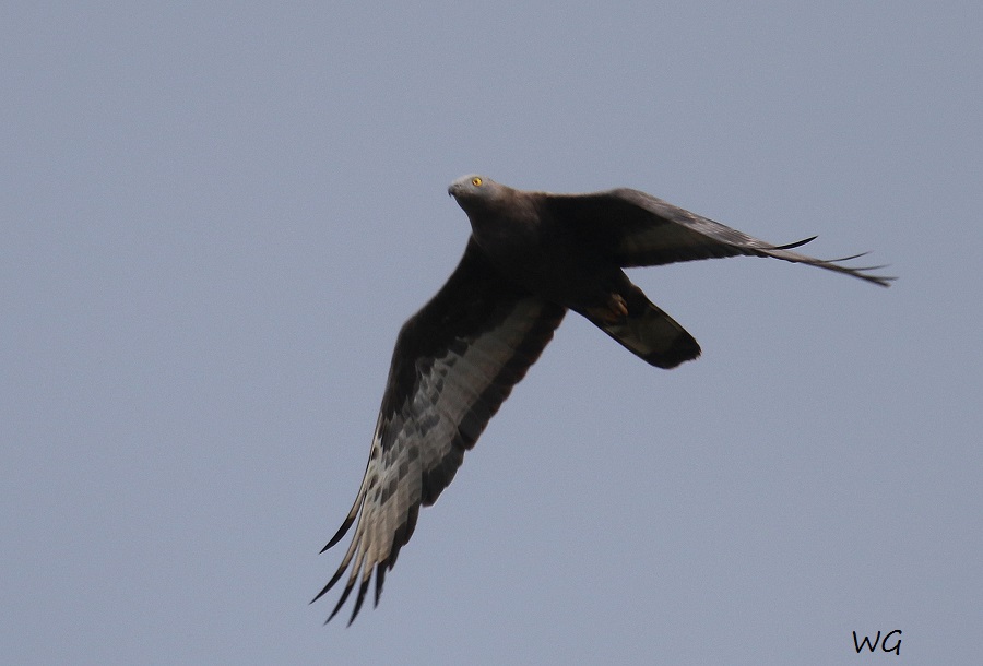 04 Wespenbussard Biotoperweiterung Limis 29.08.2016 719
