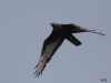 04 Wespenbussard Biotoperweiterung Limis 29.08.2016 719
