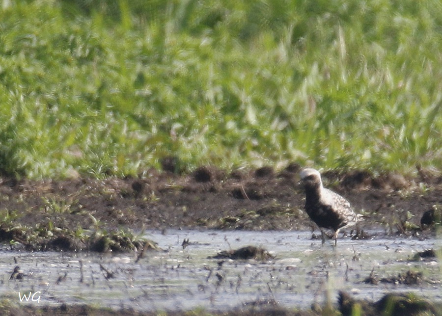 01 Kiebitzregenpfeifer Biotoperweiterung 01.09.2016 311