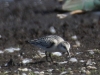 01 Sanderling Biotoperw.  13.09.2016