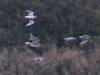 01 Regenpfeifer Bioerw. 16.09.2016