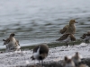 07 Goldregenpfeifer Bruchwasserlaeufer Alpis Bioerw. 16.09.2016