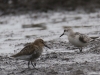 10 Alpenstrandlaeufer + Sanderling Bioerw. 16.09.2016 Goldr 937