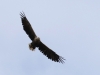 07  Seeadler Biotoperw. 26.09.2016