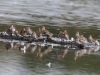 12 Zwergstrandlaeufer, Alpis u.a. Biotoperw. 26.09.2016