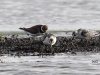05 Sanderling + Sandregenpfeifer Bioerw. 29.09.2016