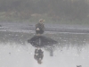 04 Seeadler Südbach 11.10.2016 Sichler 002