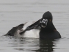 02 Ringschnabelente Badeinsel 27.10.2016 208