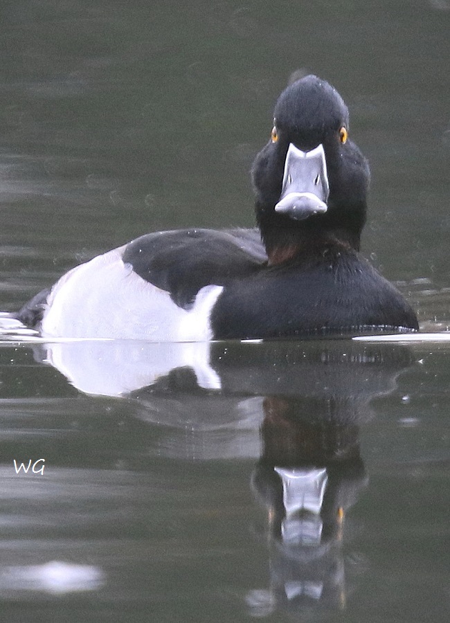 03 Ringschnabelente Badeinsel 26.10.2016 264