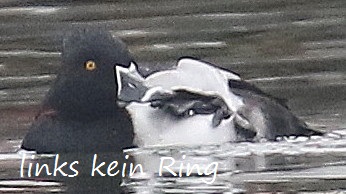 05 Ringschnabelente  Badeinsel 26.10.2016