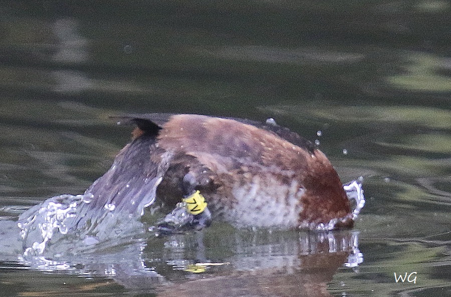 08 ZV Moorente Badeinsel 26.10.2016 400