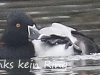 05 Ringschnabelente  Badeinsel 26.10.2016