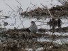 01 Bergpieper Schwarzstorchtümpel  09.01.2017 118