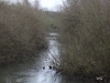 03 Bruecke Meerbach 9.1.2017 012
