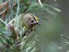 01 Wintergoldhaehnchen 168