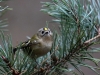 02 Wintergoldhaehnchen 270