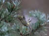 03 Wintergoldhaehnchen 274