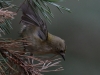 04 Wintergoldhaehnchen 223
