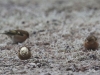 01 albinotischer Buchfink  Steinhude Parkplatz  16.01.2017 086