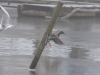 05 Stockente mit Fisch und Verfolger  Promenade 16.01.2017 343
