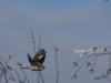 05 Grauwuerger Meerbach  19.01.2017 247