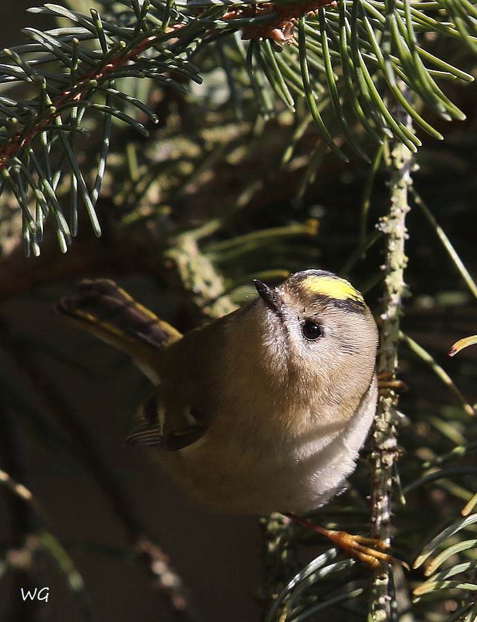 01 Wintergoldhae hnchen Schneeren 28.01.2017 068