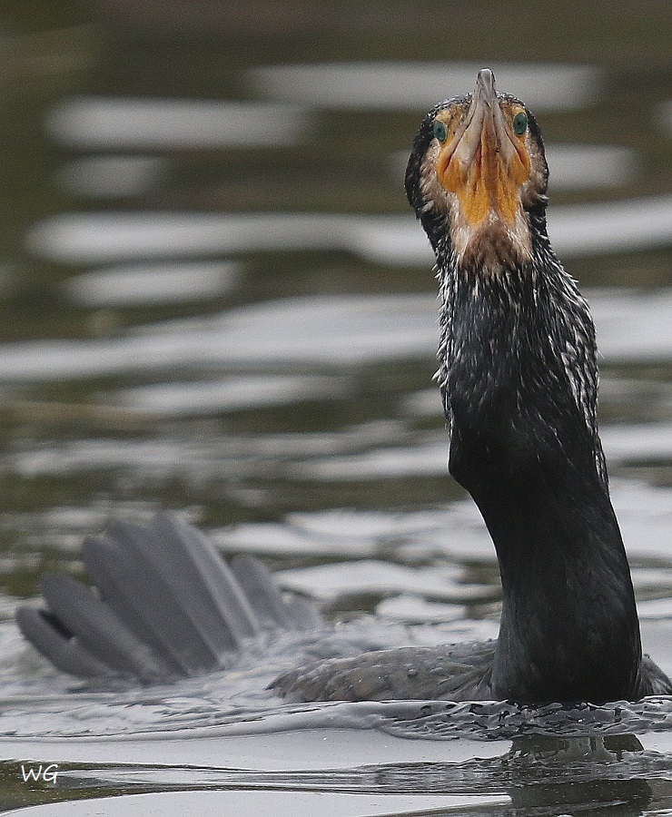01 Kormoran Promenade 31.01.2017 1256