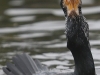 01 Kormoran Promenade 31.01.2017 1256