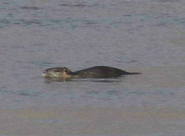 Nutria Schlüsselburg Staustufe 01.02.2017 011 (1)