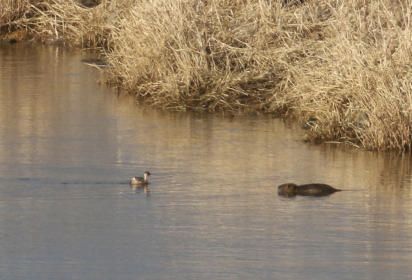 Nutria Schlüsselburg Staustufe 01.02.2017 011 (6)