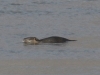 Nutria Schlüsselburg Staustufe 01.02.2017 011 (1)