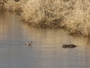Nutria Schlüsselburg Staustufe 01.02.2017 011 (6)