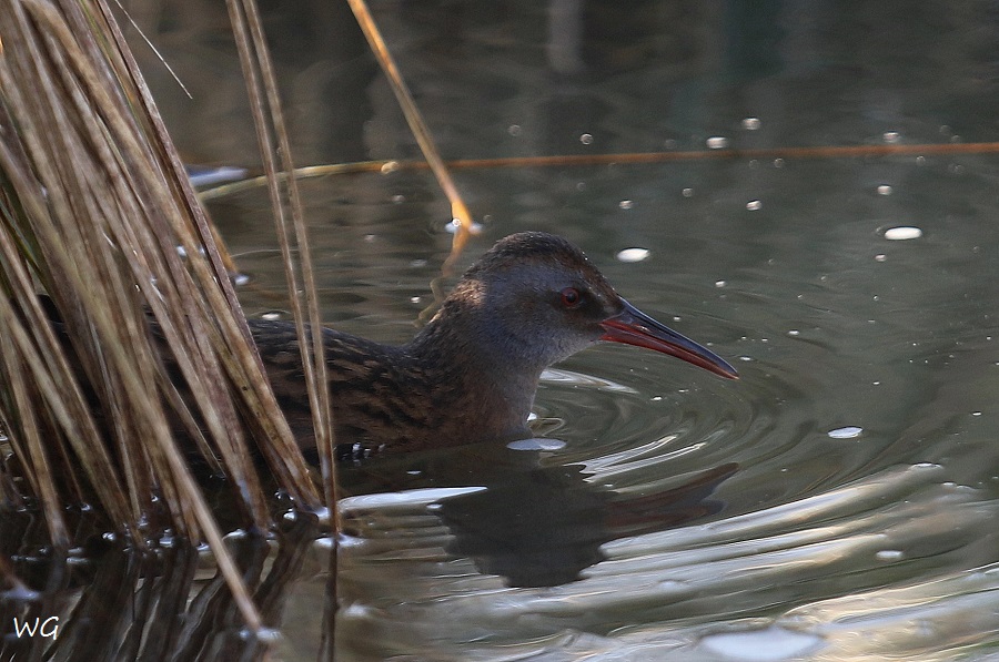 02 Wasserralle Meerbach 02.02.2017 176