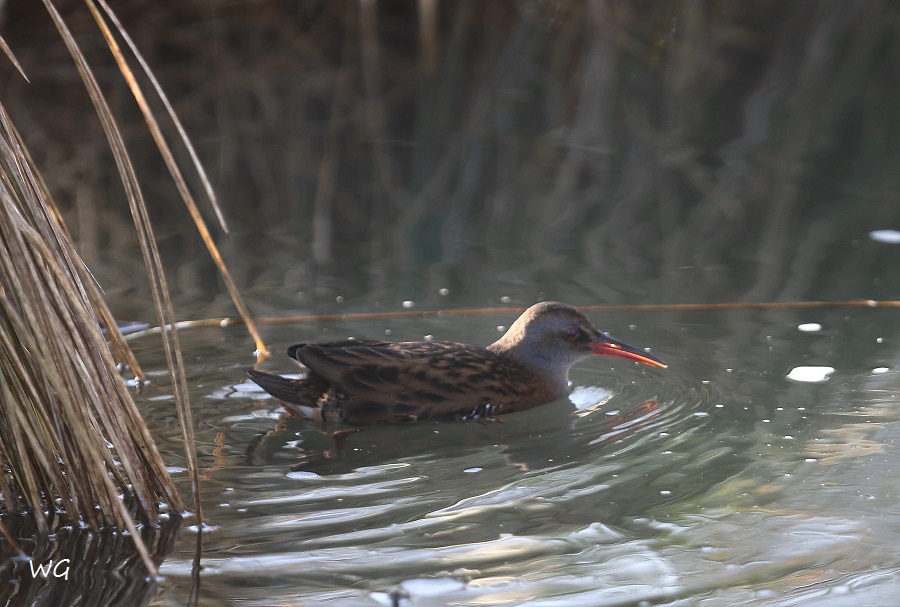 03  Wasserralle Meerbach 02.02.2017 180