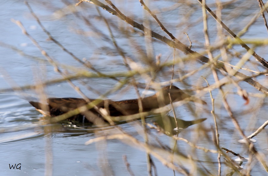 07 Wasserralle Meerbach 02.02.2017 198