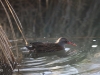 03  Wasserralle Meerbach 02.02.2017 180