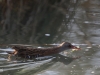 05Wasserralle Meerbach 02.02.2017 182