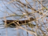 07 Wasserralle Meerbach 02.02.2017 198