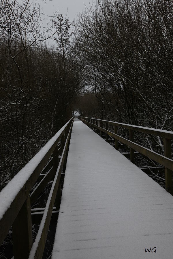03 Steg Westturm 08.02.2017 008
