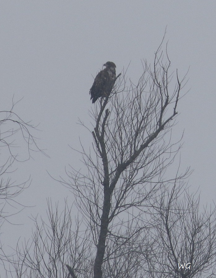 06 Jungseeadler Zentr. Meerbruchwiesen  08.02.2017 175