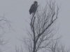 06 Jungseeadler Zentr. Meerbruchwiesen  08.02.2017 175