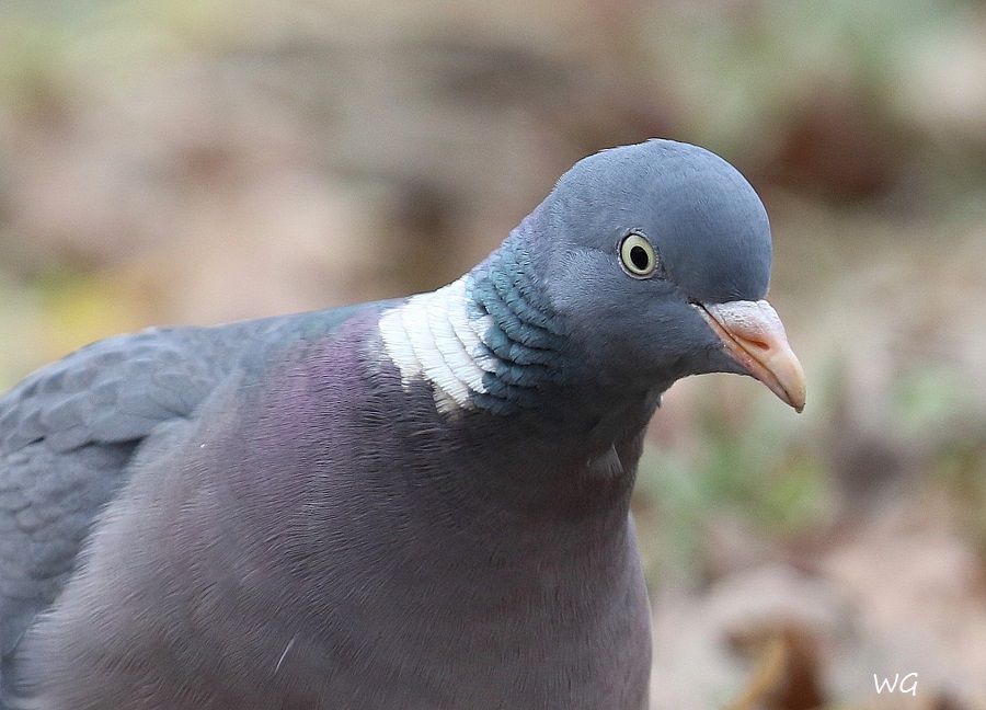 04 Ringeltaube Columba palumbus Promenade 10.02.2017 373