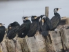 03 Hag. Kanal Fischteiche 09.02.2017 020
